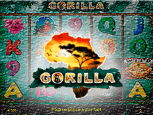 Gorilla